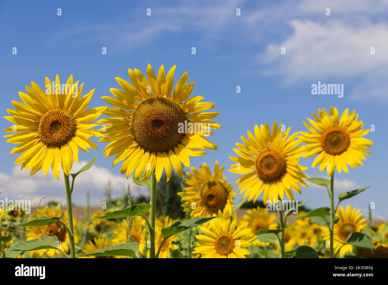Most demonstrative example for botanists: several large sunflower (Helianthus annuus) inflorescences of varying maturity/ripeness, close up against a Stock Photo