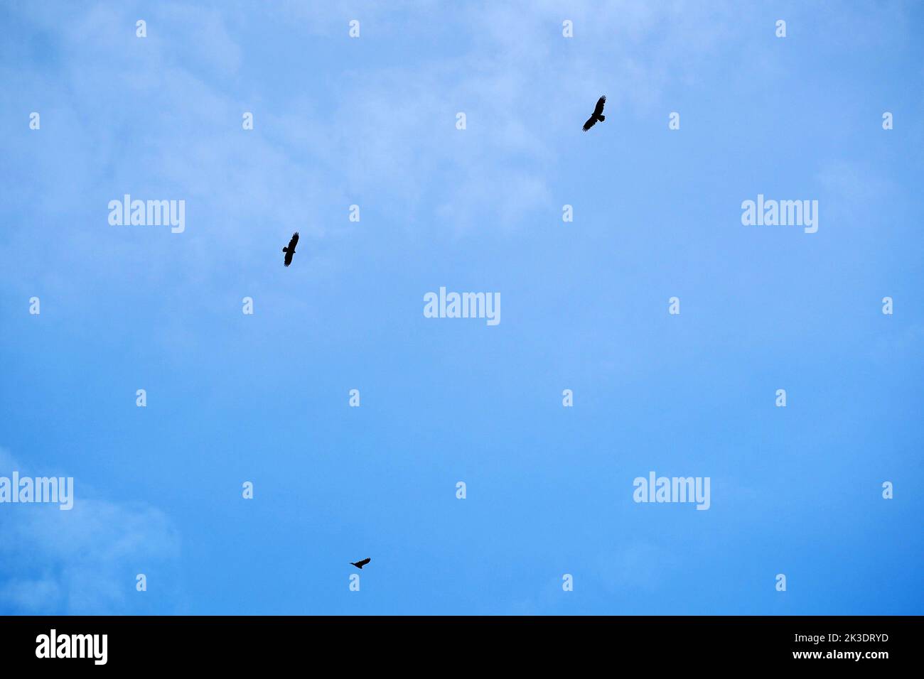 flying buzzard vulture bird outdoor Stock Photo Alamy