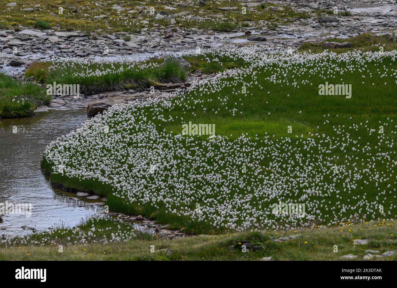 Scheuchzer's Cottongrass, Eriophorum scheuzeri in flower in acid boggy area on the Gavia Pass, Passo di Gavia, Italian Alps, Stock Photo