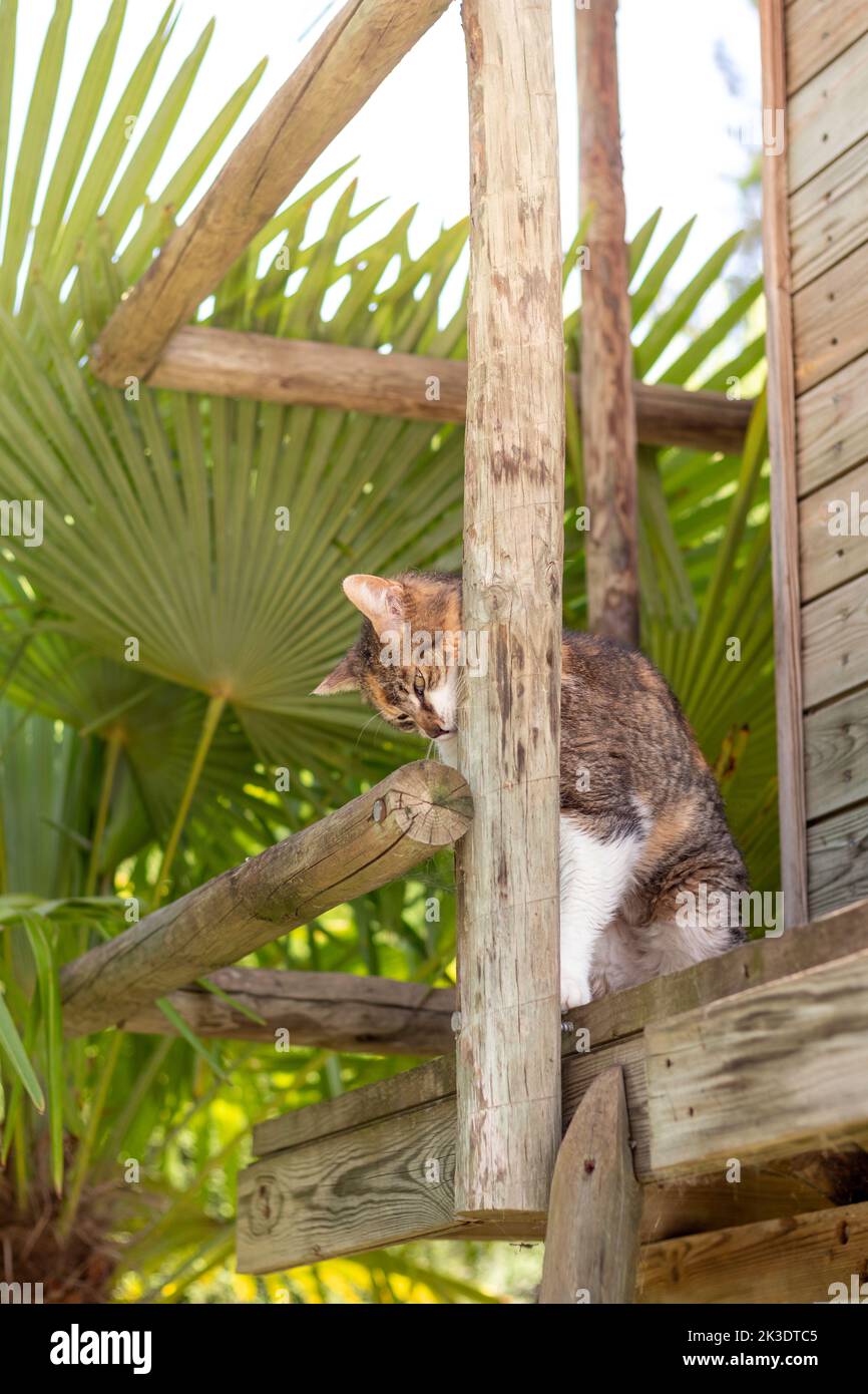 Vertical view of cat afraid hidding from humans behind of wood in the