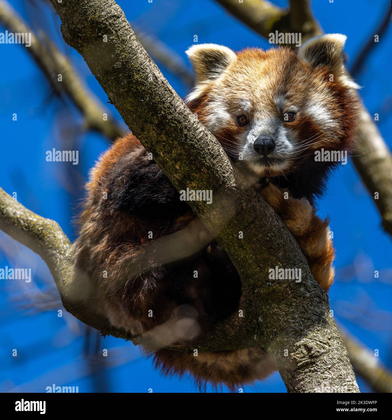 The red panda, Ailurus fulgens, also called the lesser panda and the red cat-bear. Stock Photo