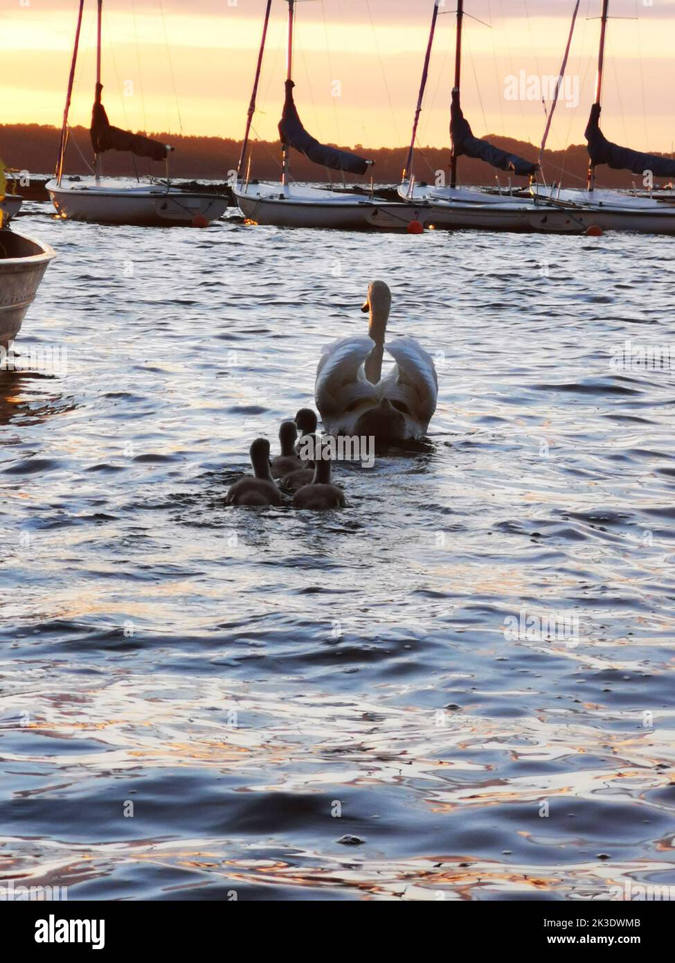 A vertical shot of a swan with her nestlings swimming in the water ...
