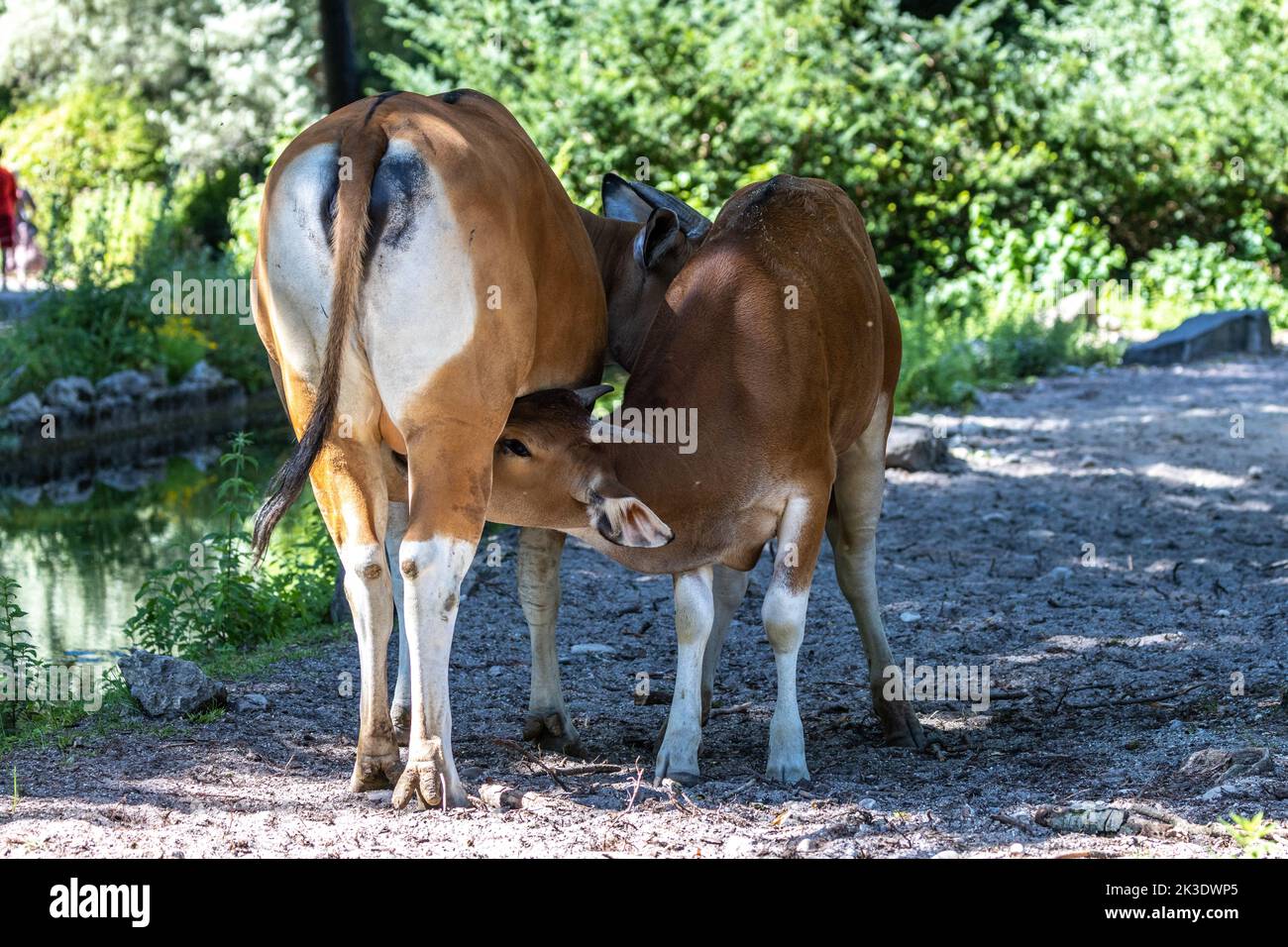 Banteng, Bos javanicus or Red Bull. It is a type of wild cattle But there are key characteristics that are different from cattle and bison: a white ba Stock Photo