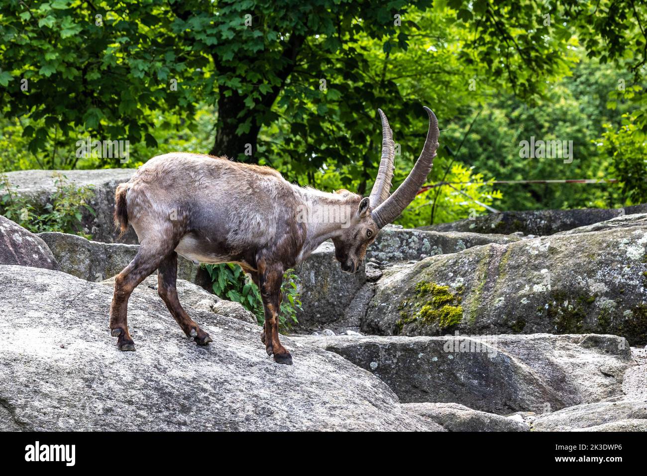 Male mountain ibex - capra ibex on a rock living in the European alps Stock Photo