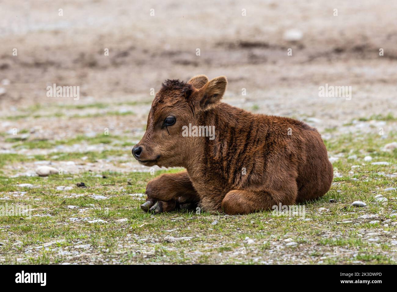 Young baby Heck cattle, Bos primigenius taurus, claimed to resemble the extinct aurochs. Domestic highland cattle seen in a German park Stock Photo