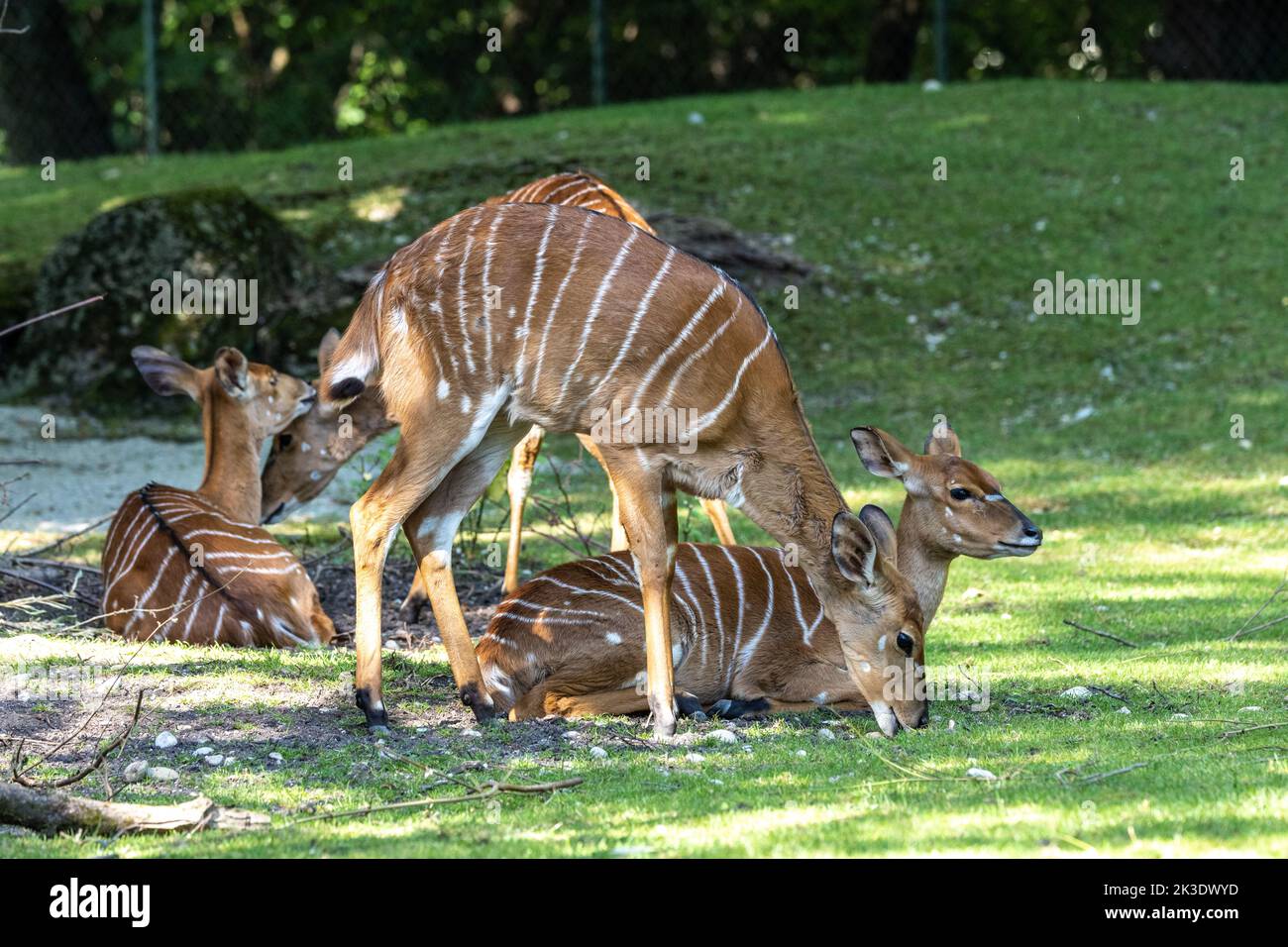 The nyala, Tragelaphus angasii is a spiral-horned antelope native to Southern Africa. It is a species of the family Bovidae and genus Nyala, also cons Stock Photo