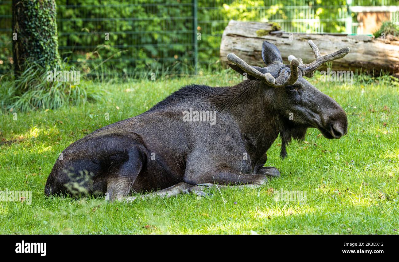 European Moose, Alces alces, also known as the elk. Wild life animal. Stock Photo