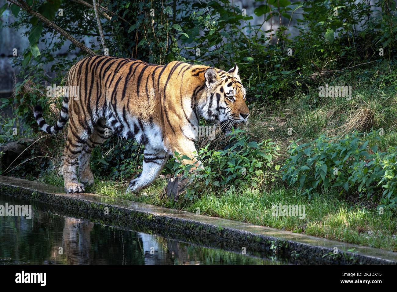 The Siberian tiger,Panthera tigris altaica is the biggest cat in the world Stock Photo
