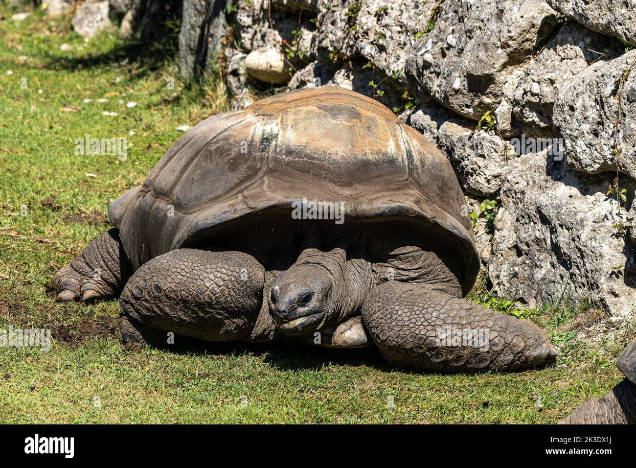Aldabra giant tortoise, Curieuse Marine National Park, Curieuse Island, Seychelles Stock Photo
