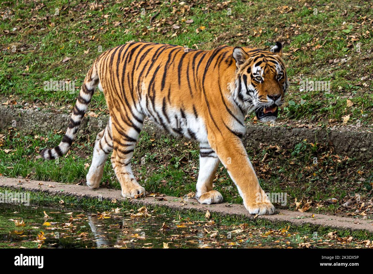 The Siberian tiger,Panthera tigris altaica is the biggest cat in the world Stock Photo