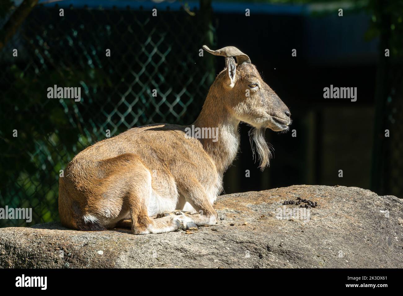 Turkmenian markhor, Capra falconeri heptneri. The name of this species comes from the shape of horns, twisting like a corkscrew or screw. Markhor is o Stock Photo