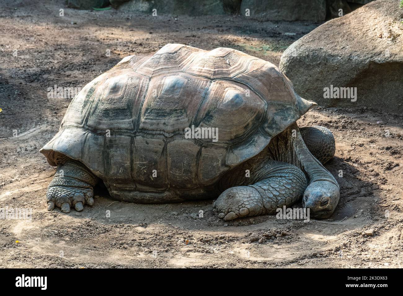 Aldabra giant tortoise, Curieuse Marine National Park, Curieuse Island, Seychelles Stock Photo
