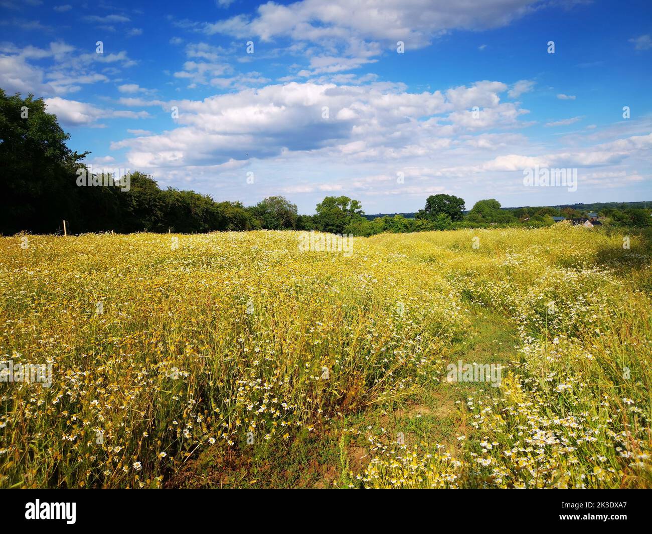 Beautiful shot meadow trees hi-res stock photography and images - Alamy