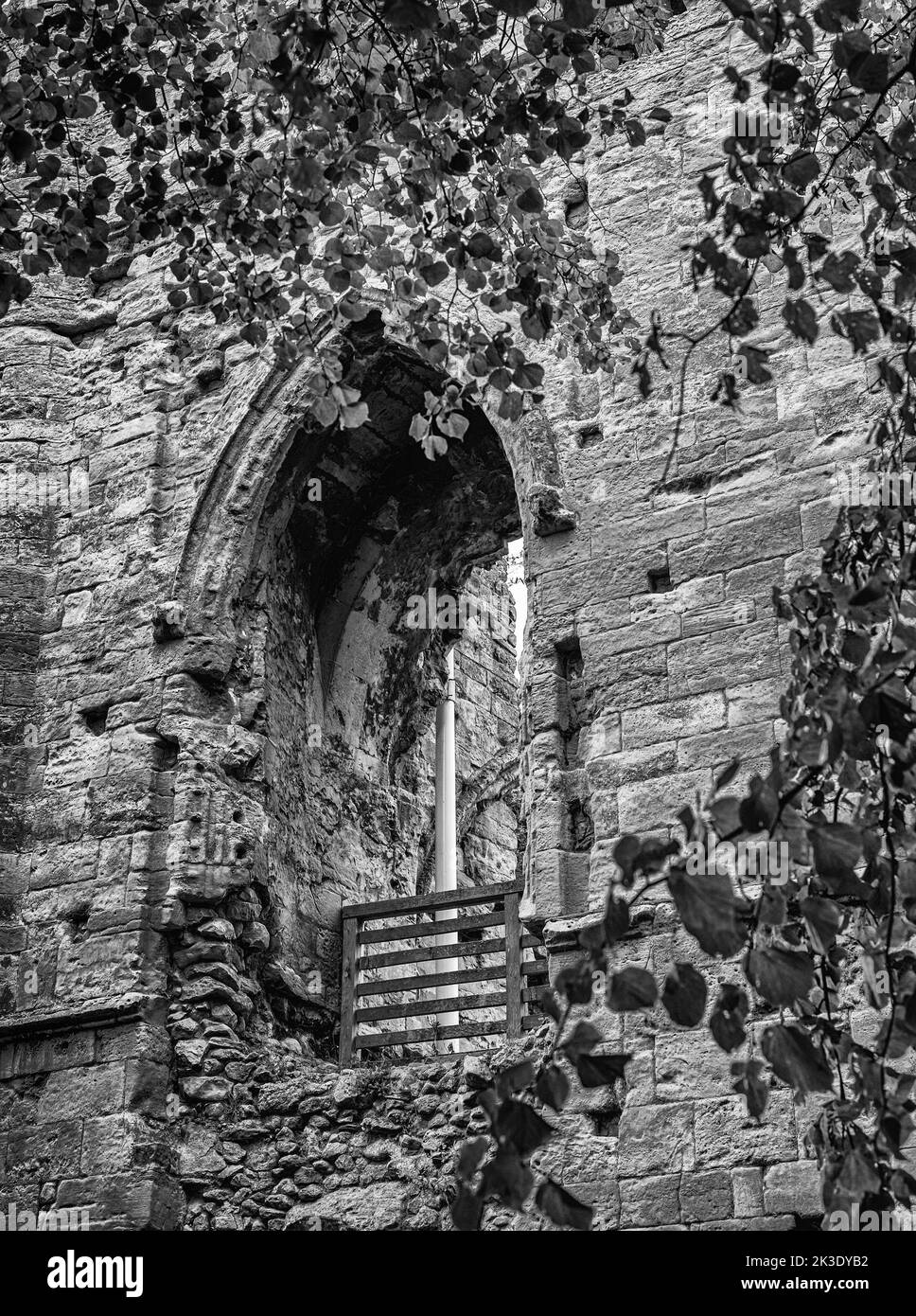 An arched window in the ruin of an 12th century castle is seen through the leaves of a tree. A fence is in the window. Stock Photo