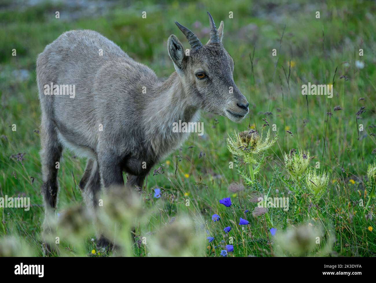 Part of family group of Alpine ibex, Capra ibex, grazing on Nufenen Pass in the evening; Swiss Alps. Stock Photo