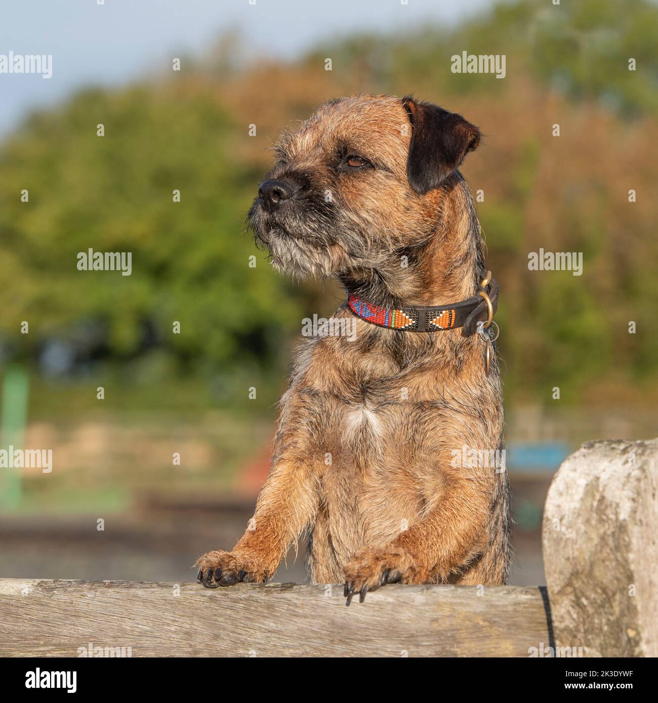 Border terrier Stock Photo