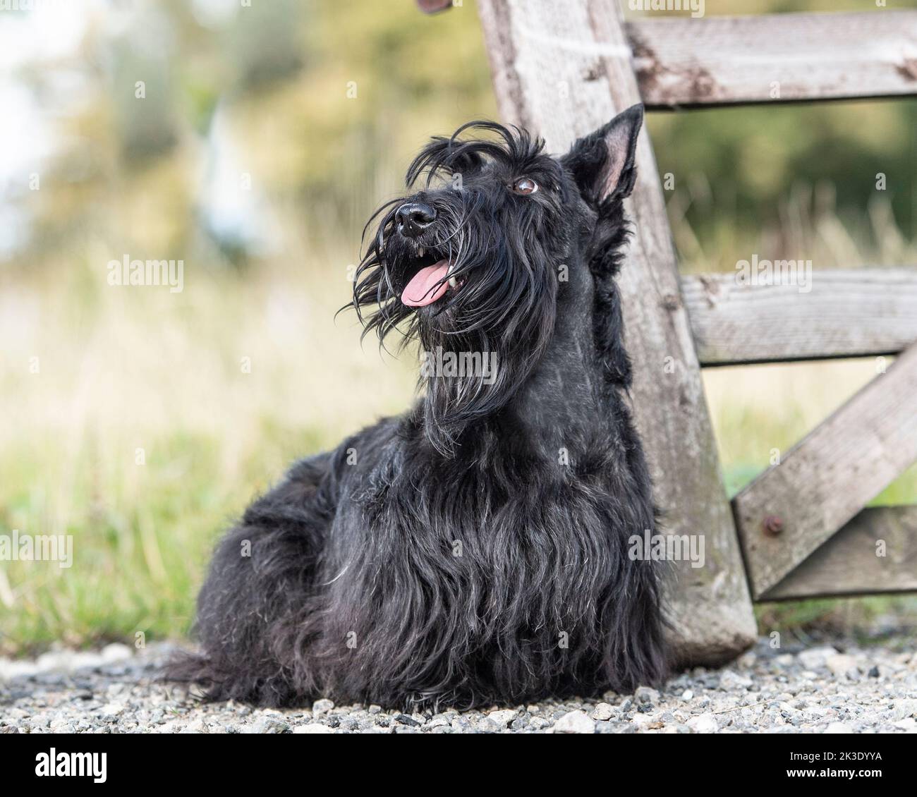 Scottish terrier dog Stock Photo