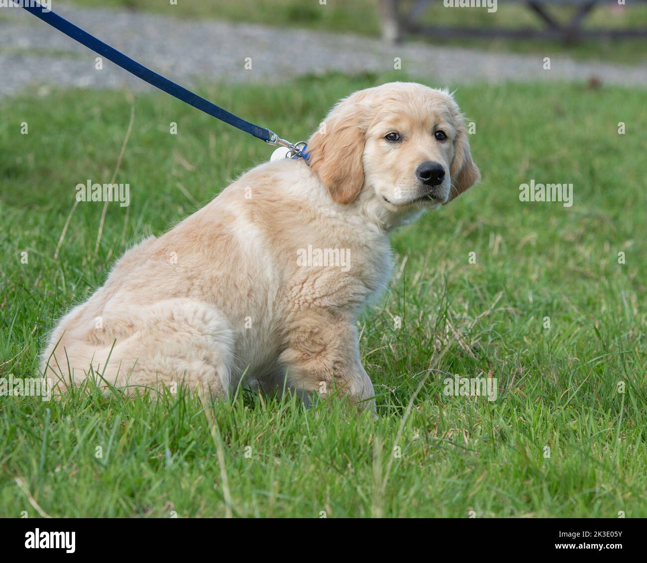 Golden Retriever Puppy on a lead Stock Photo
