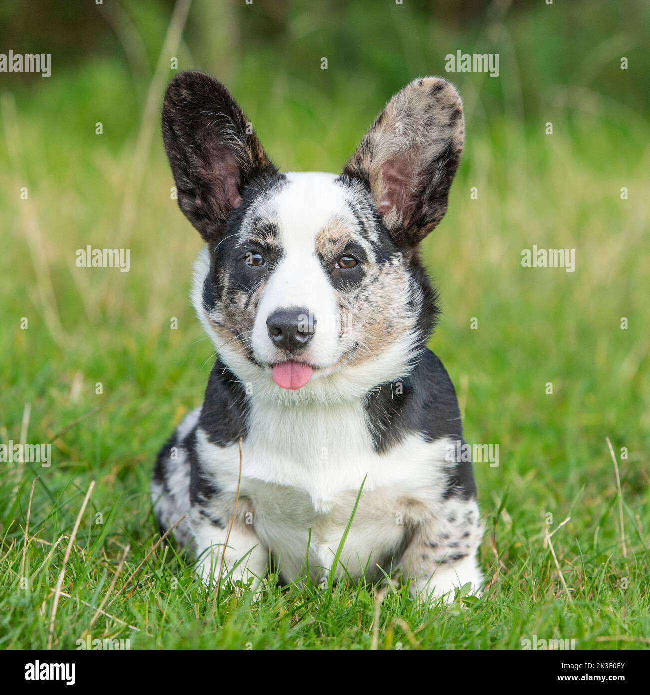 corgi puppy Stock Photo