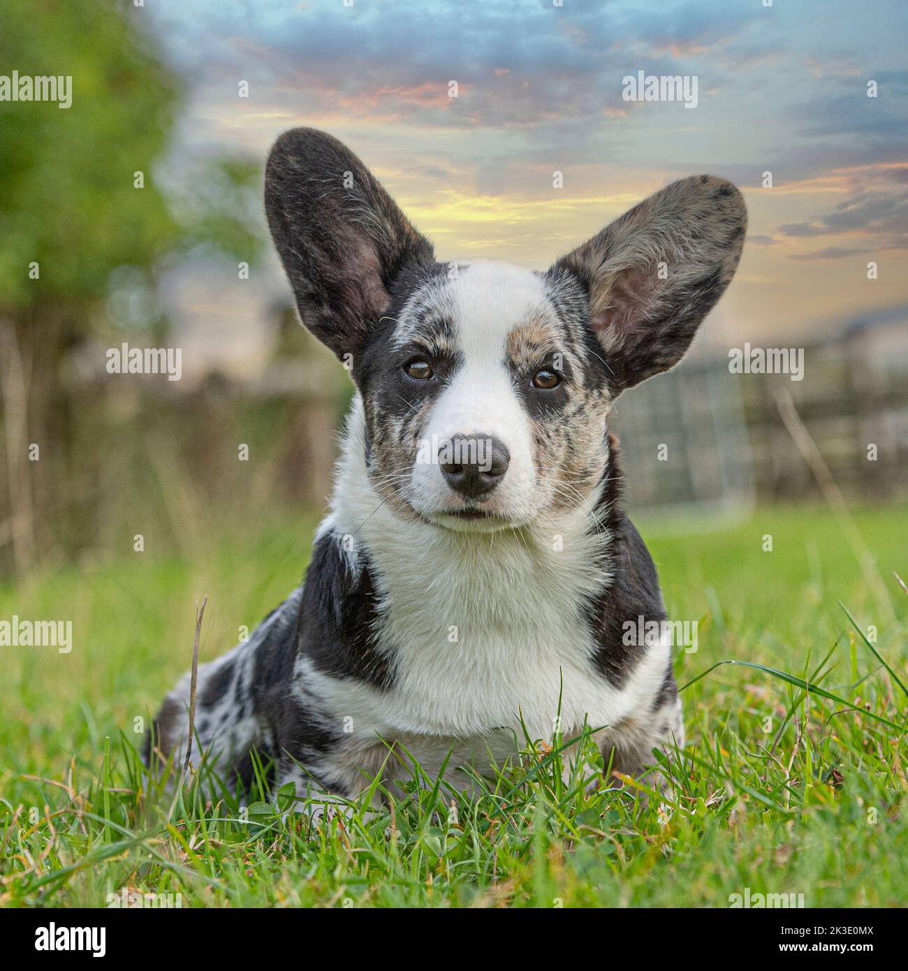 Cardigan corgi puppy Stock Photo