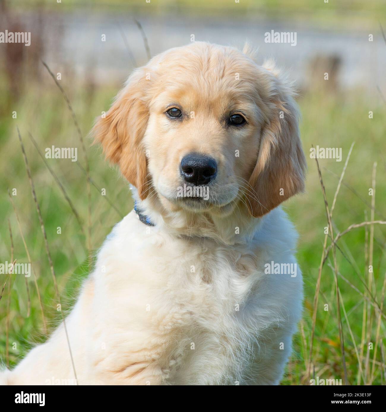 golden retriever puppy Stock Photo