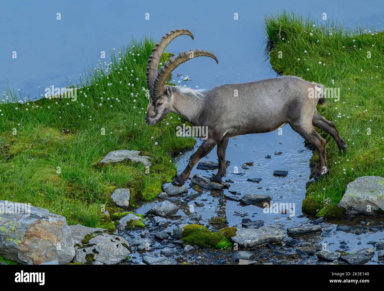 Old male Alpine ibex, Capra ibex, cossing a lakeside channel in high alpine boggy pasture in the evening.  Swiss Alps. Stock Photo