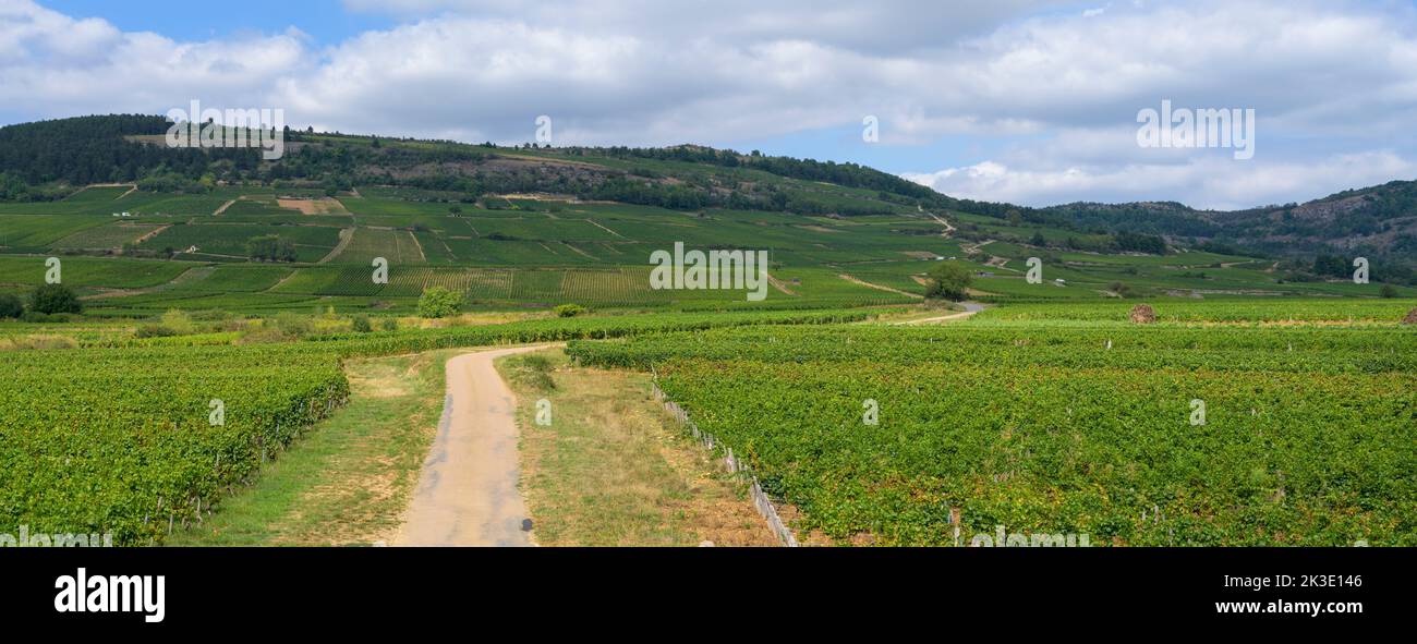 Panoramic view of the vineyards and vines stretching out in the Burgundy countryside close to Beaune, France. Stock Photo