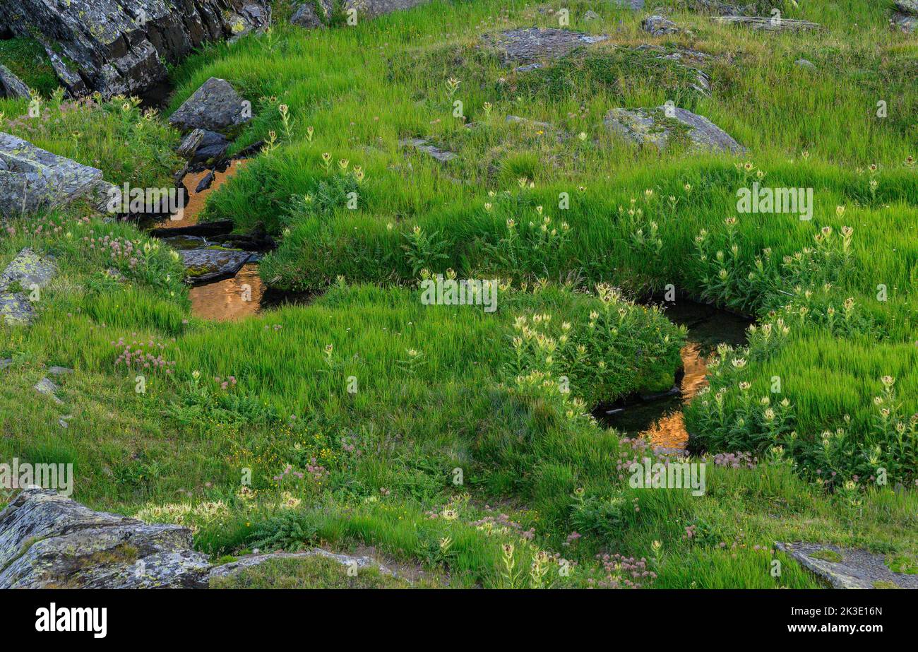 High altitude boggy pasture on the Nufenen Pass, in the Swiss Alps. Evening. Stock Photo