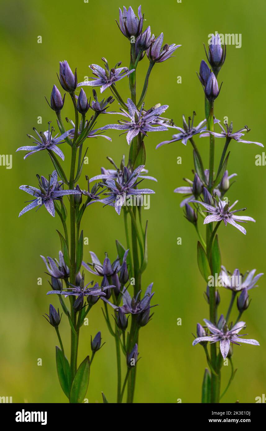 Marsh Felwort, Swertia perennis, in flower in alpine bog, Vanoise, French Alps. Stock Photo