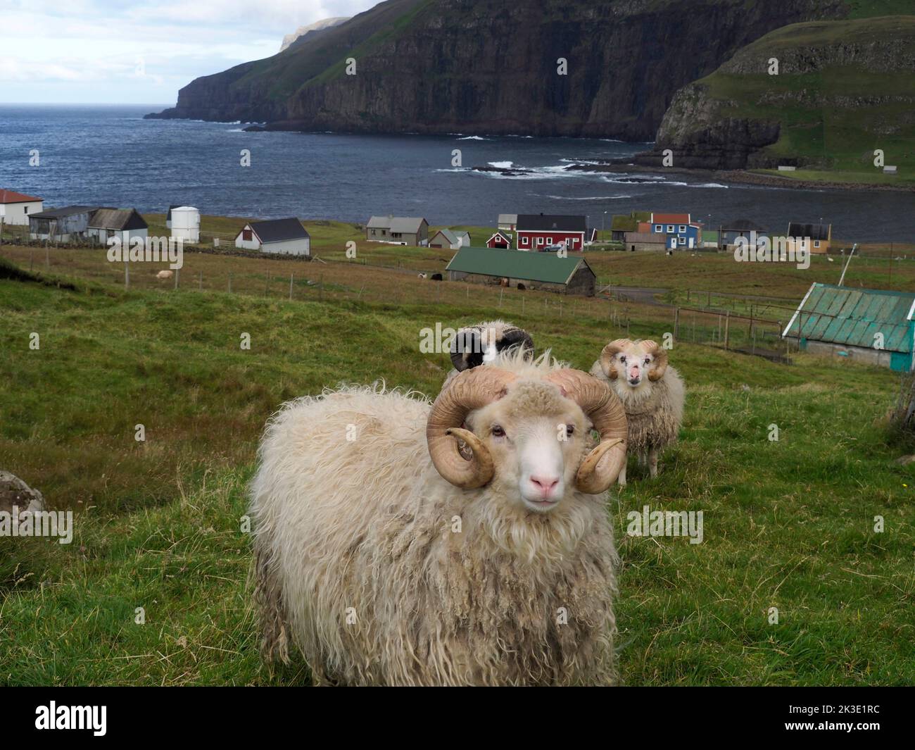 Sheep, Famjin, Suðuroy, Faroes Stock Photo