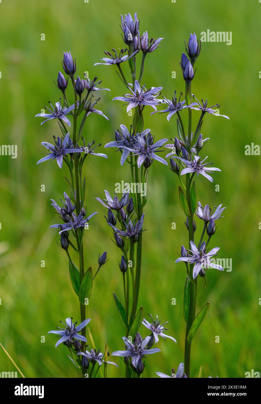 Marsh Felwort, Swertia perennis, in flower in alpine bog, Vanoise, French Alps. Stock Photo