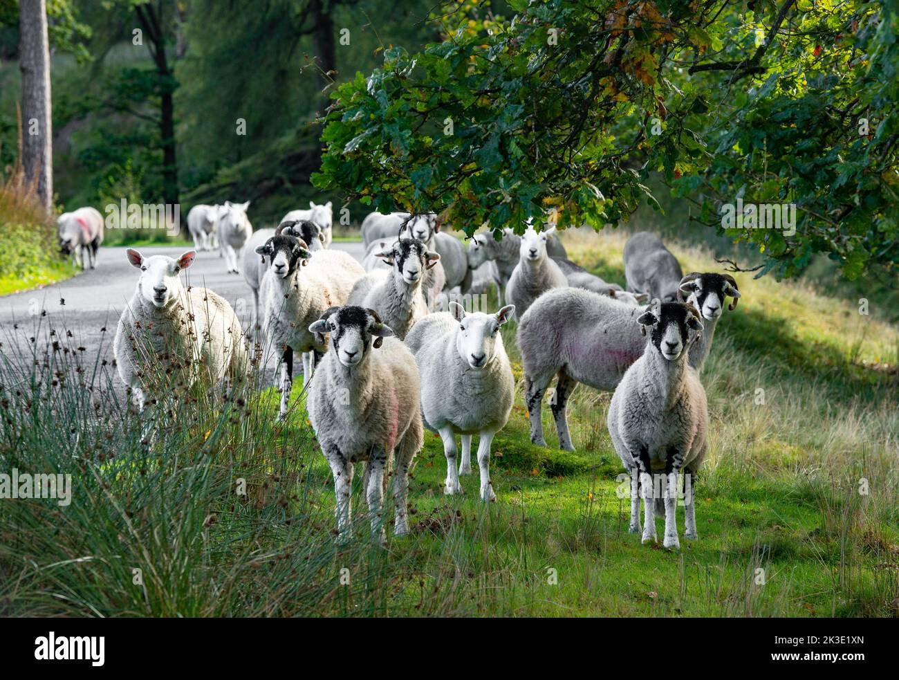 Marshaw, Lancaster, Lancashire. 26th September 2022 Cheviot and Swaledale ewes moving the Forest of Bowland at Marshaw, Lancaster, Lancashire on a sunny autumn morning. Credit: John Eveson/Alamy Live News Stock Photo