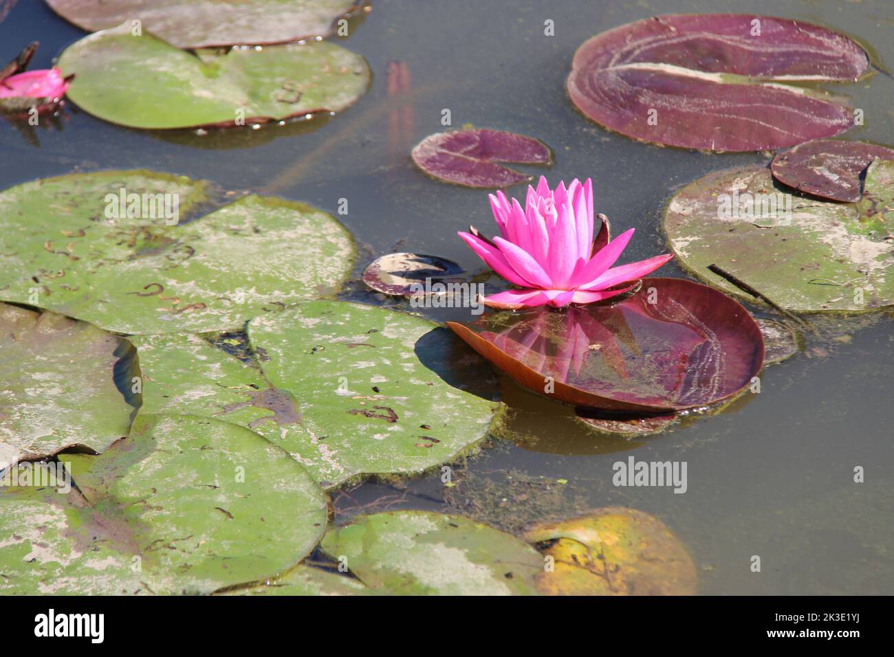 blooming water lily (france Stock Photo - Alamy