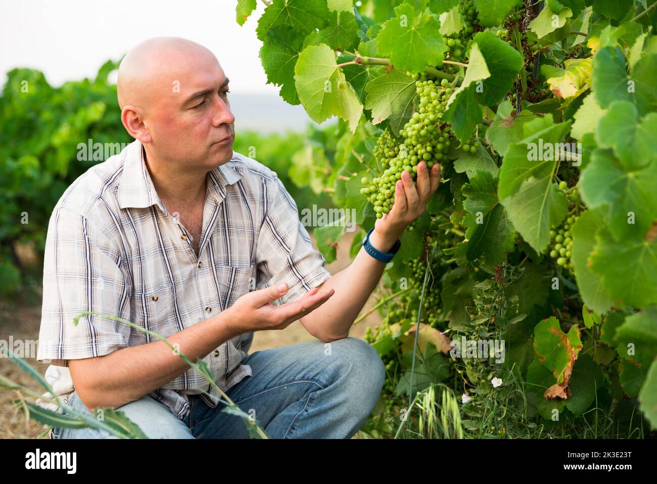 Man proffesional winemaker working clusters of grape in vineyard Stock Photo