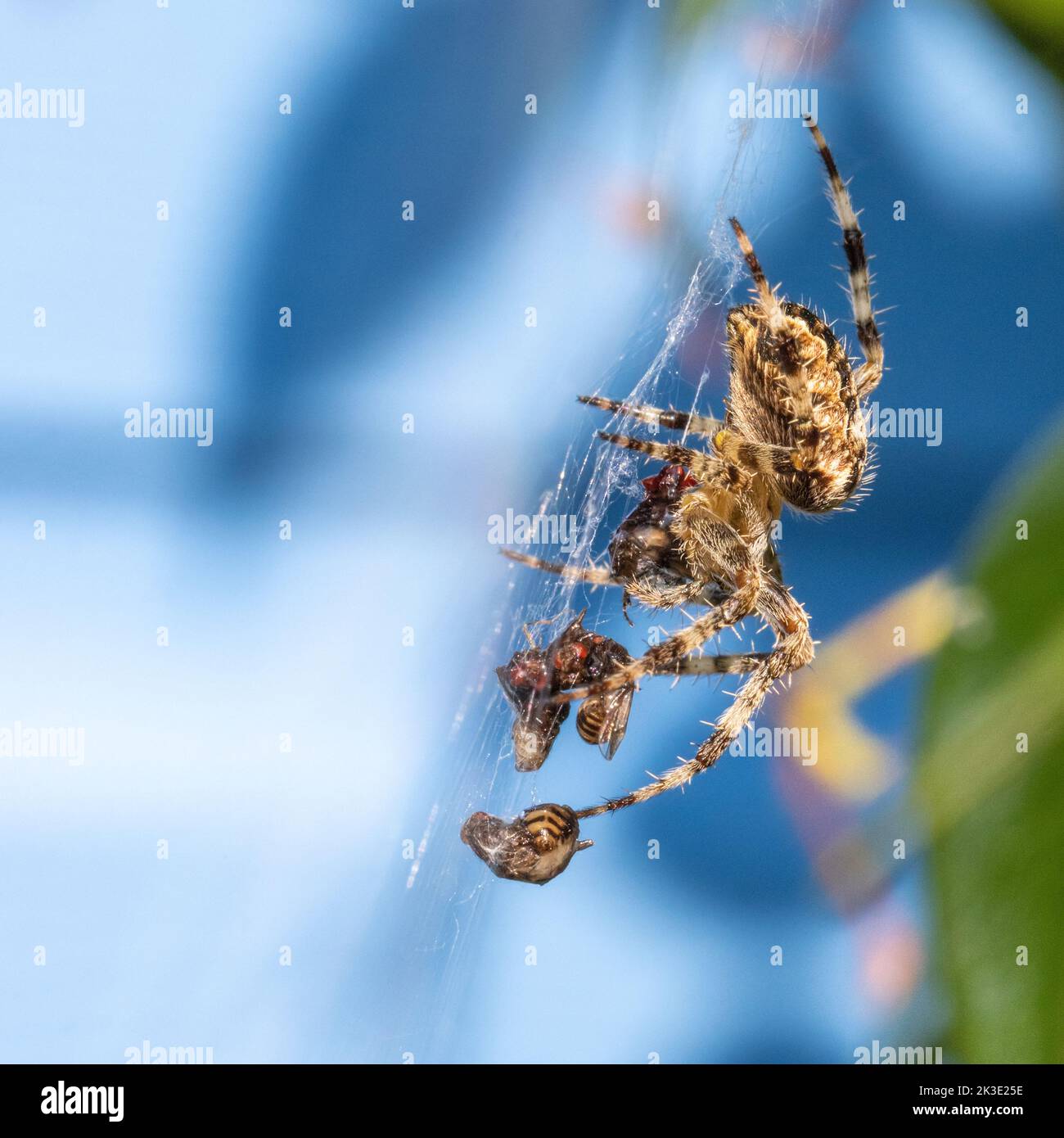 European garden spider (Araneus diadematus) with a large collection of flies caught in its web against a blue shed backdrop, UK Stock Photo