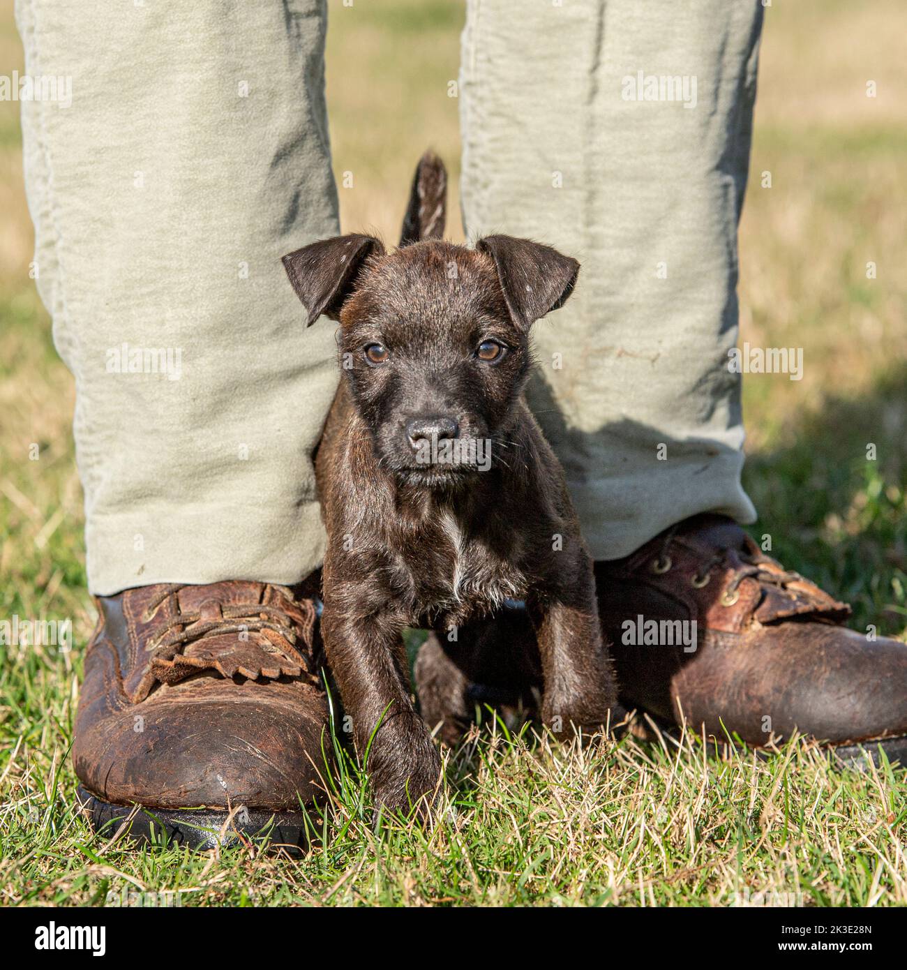 patterdale terrier puppy and breeder Stock Photo