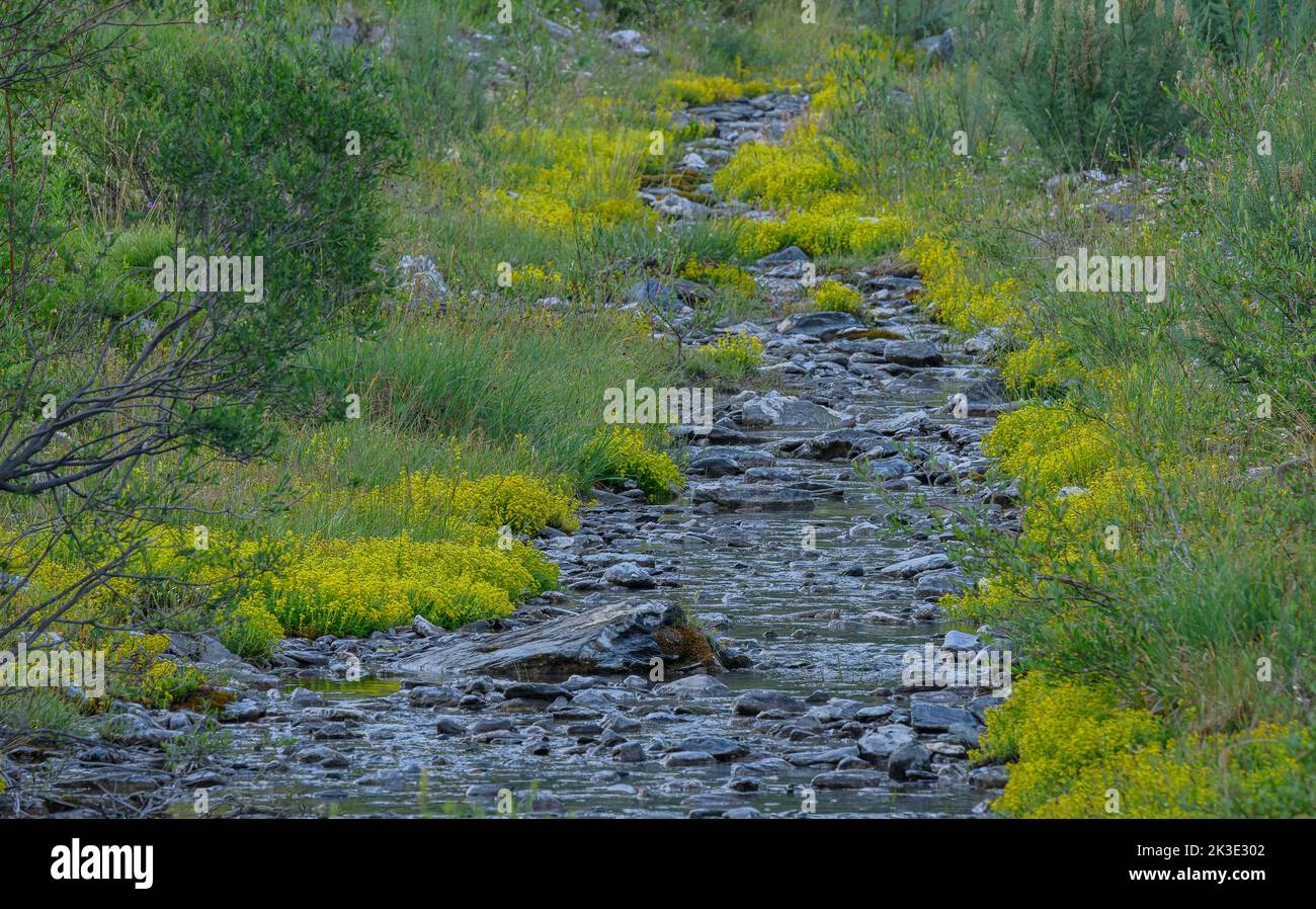 Yellow mountain saxifrage, Saxifraga aizoides, lining mountain stream, Queyras, French Alps. Stock Photo