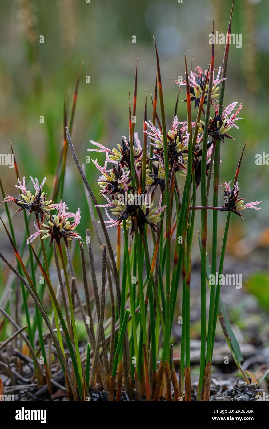 Jacquin's Rush, Juncus jacquinii in flower in high altitude tundra, French Alps. Stock Photo