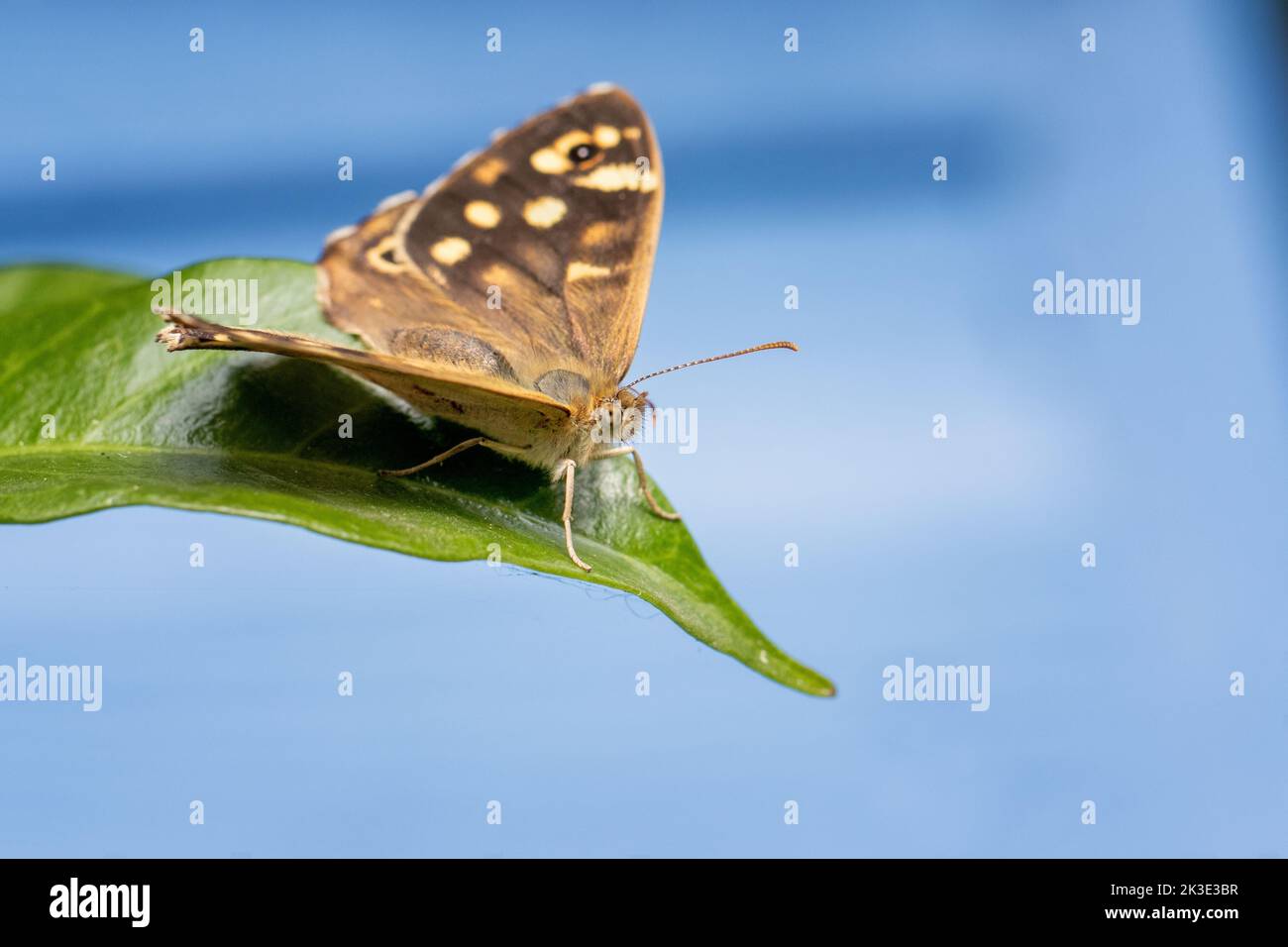 Side view of a speckled wood butterfly (Pararge aegeria) isolated against a blue shed in a garden, UK Stock Photo