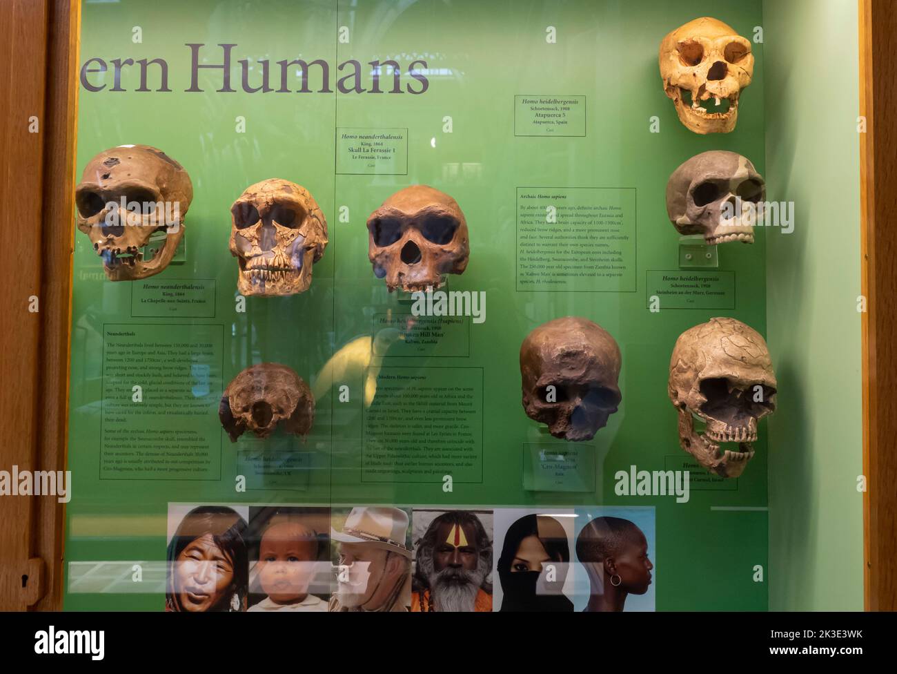 Ancient Human skulls in the Oxford University Museum of Natural History, Oxford, Oxfordshire, UK. Stock Photo