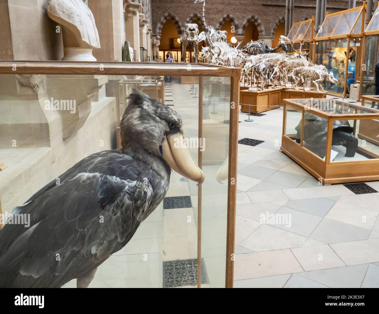 A Shoebill Stork, Balaeniceps rex in the Oxford University Museum of Natural History, Oxford, Oxfordshire, UK. Stock Photo