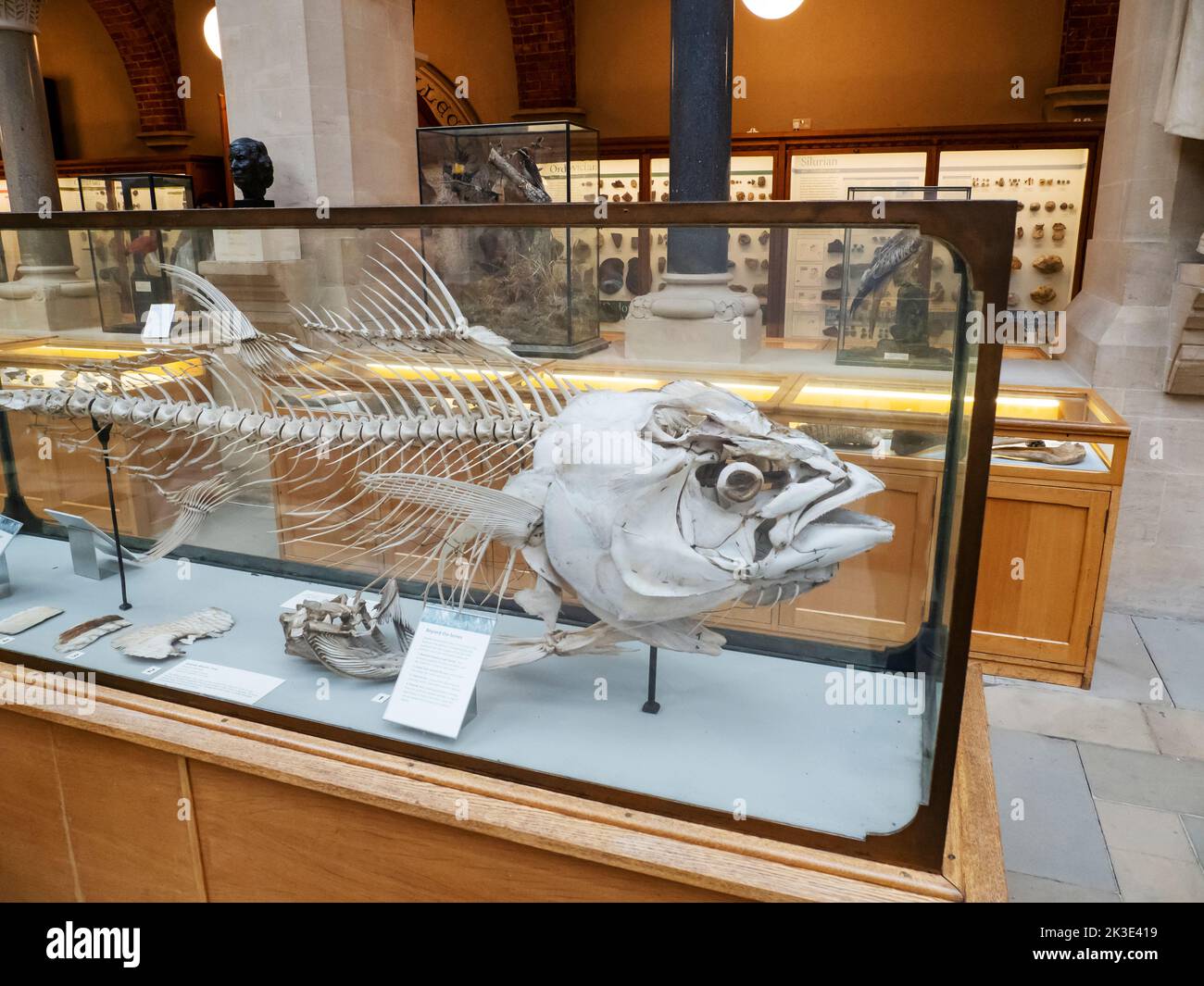 The skeleton of a large Tuna fish in the Oxford University Museum of Natural History, Oxford, Oxfordshire, UK. Stock Photo