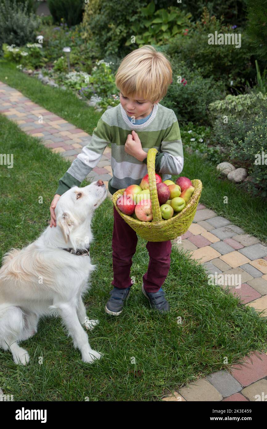 positive boy 6 years old holding a heavy basket full of organic ripe apples and pears. Next to him is his favorite pet - a white dog. The little helpe Stock Photo