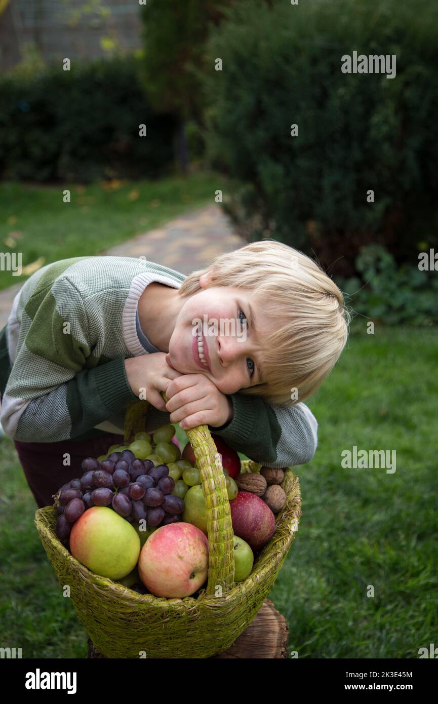 face of a positive boy 6 years old near a basket full of organic ripe apples and grapes. Little helper. In autumn, the child helps to harvest on the f Stock Photo