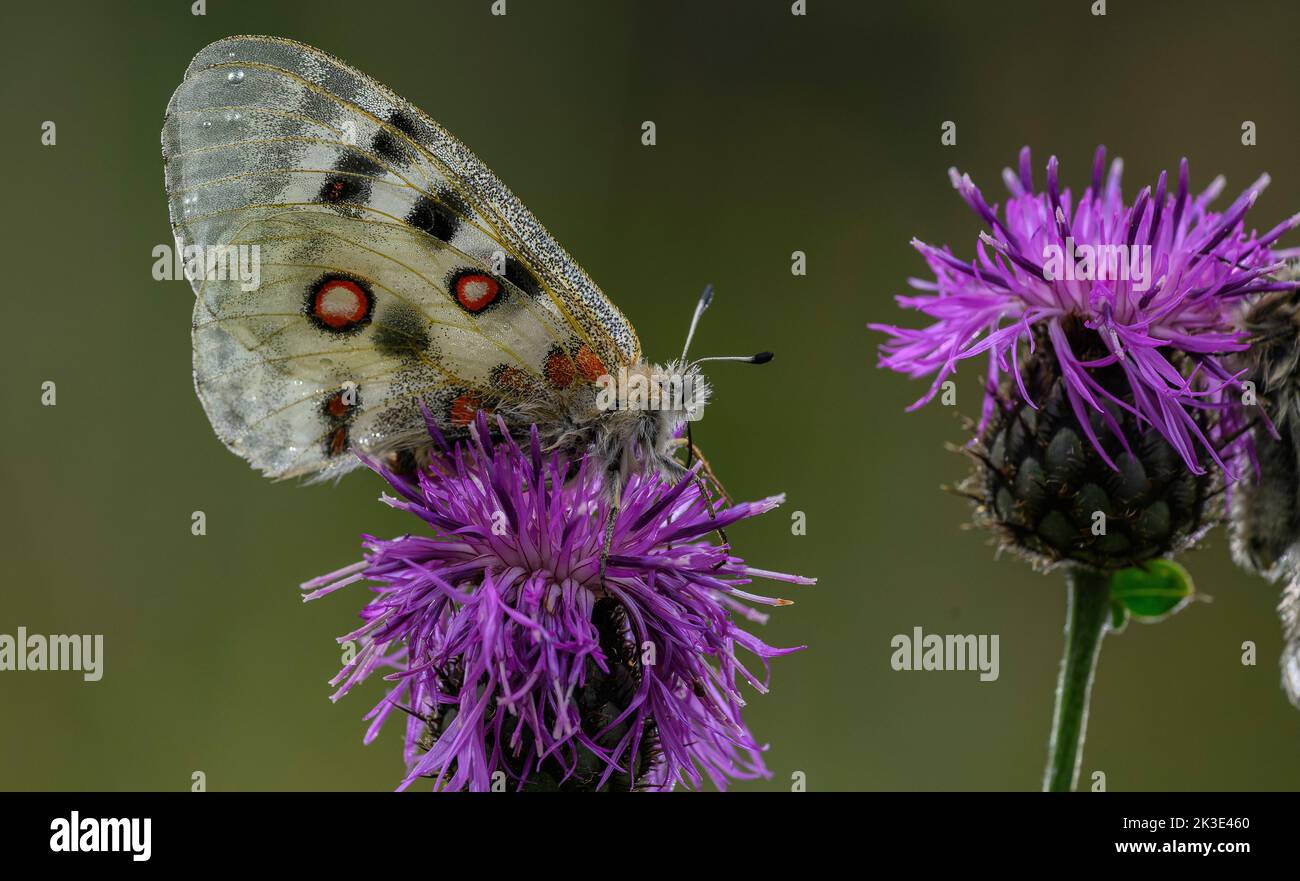 Apollo butterfly, Parnassius apollo, feeding on Knapweed, in the Maritime Alps, France. Stock Photo