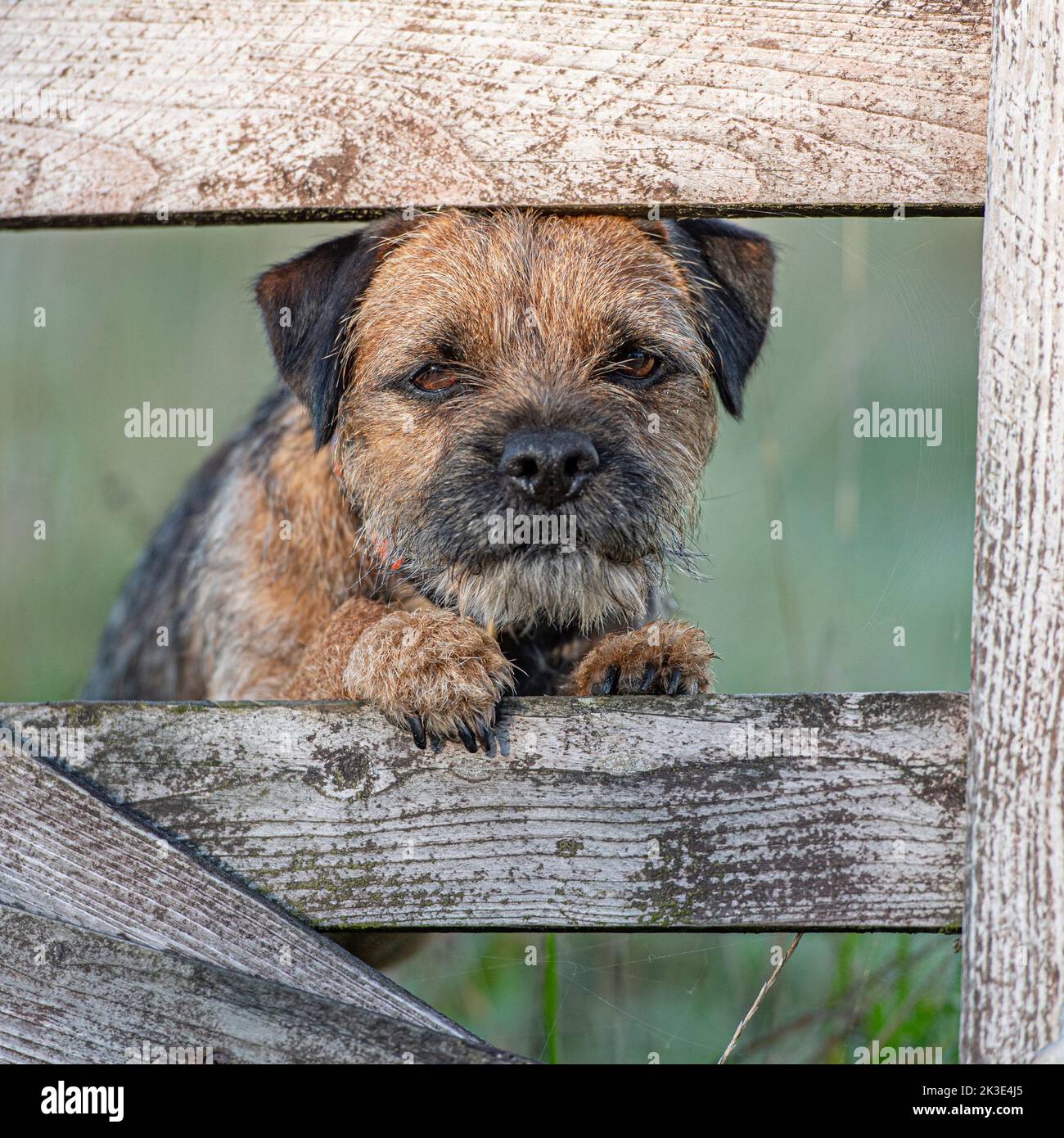 Border Terrier Stock Photo