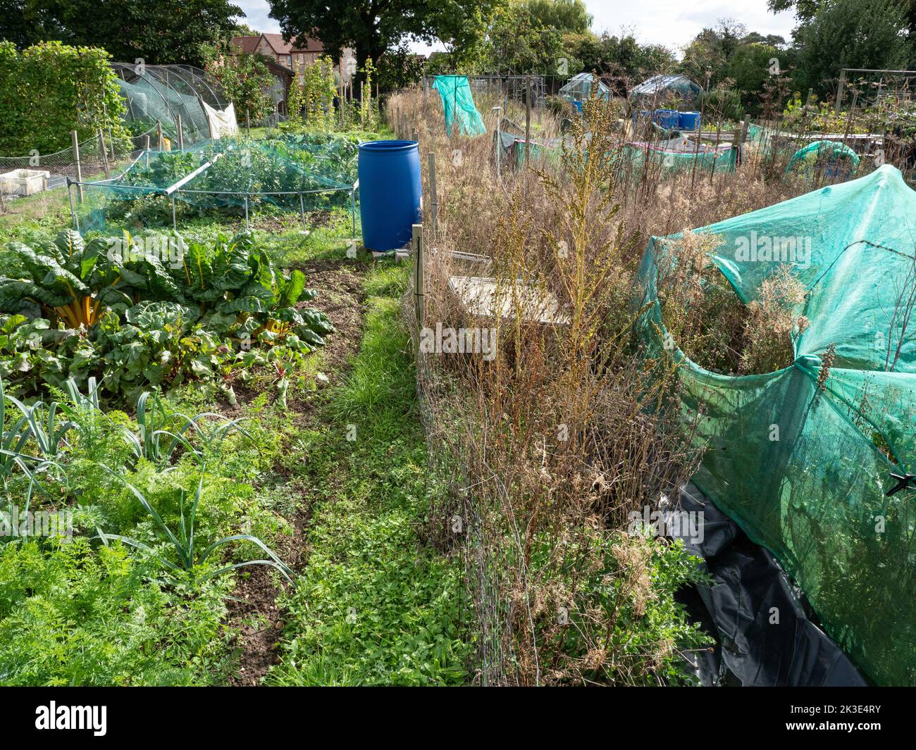 Two allotments one productive one overgrown. Stock Photo