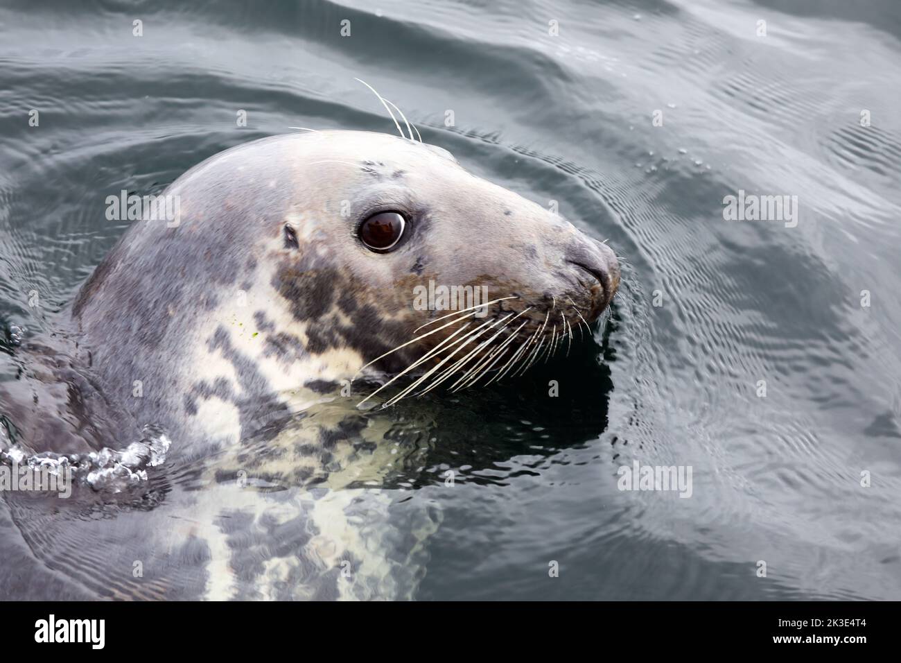 Grey seal popping its head out of the sea near the Isle of Mull in the Inner Hebrides of Scotland Stock Photo