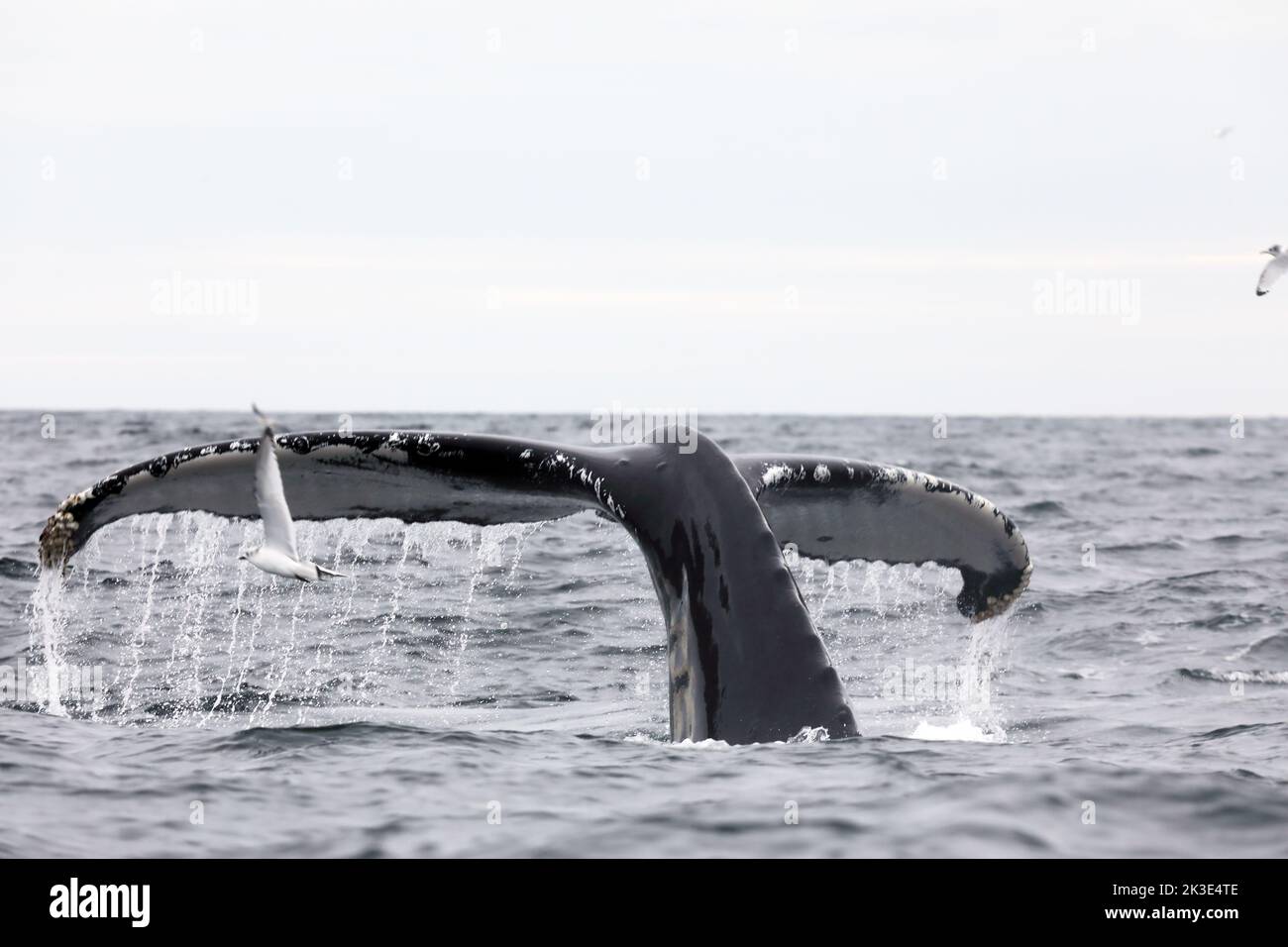 Humpback whale's powerful tail as it dives off the coast of the Isle of Mull in Scotland Stock Photo