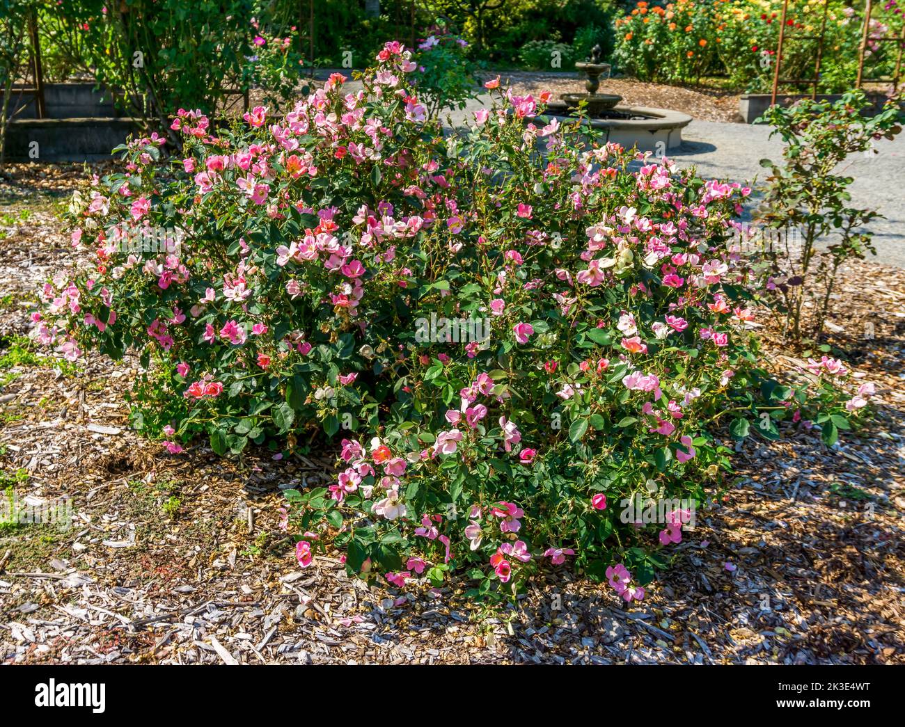 Large bush with pink blossoms at a garden in Seatc, Washington. Stock Photo